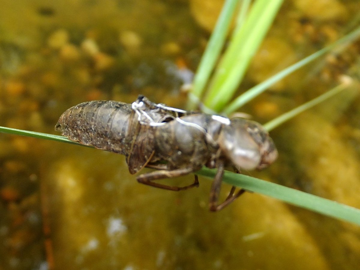 Наяда Стрекозы