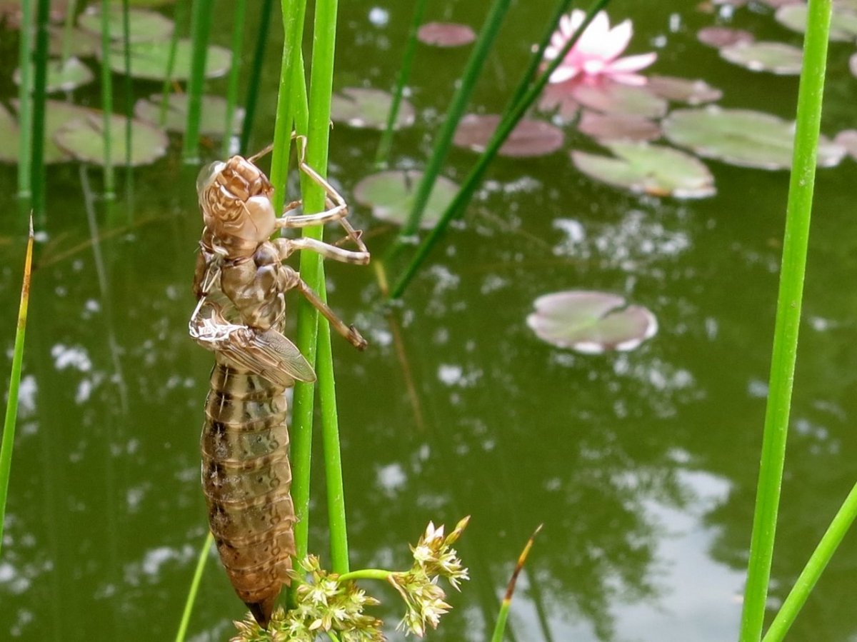 Наяда Стрекозы
