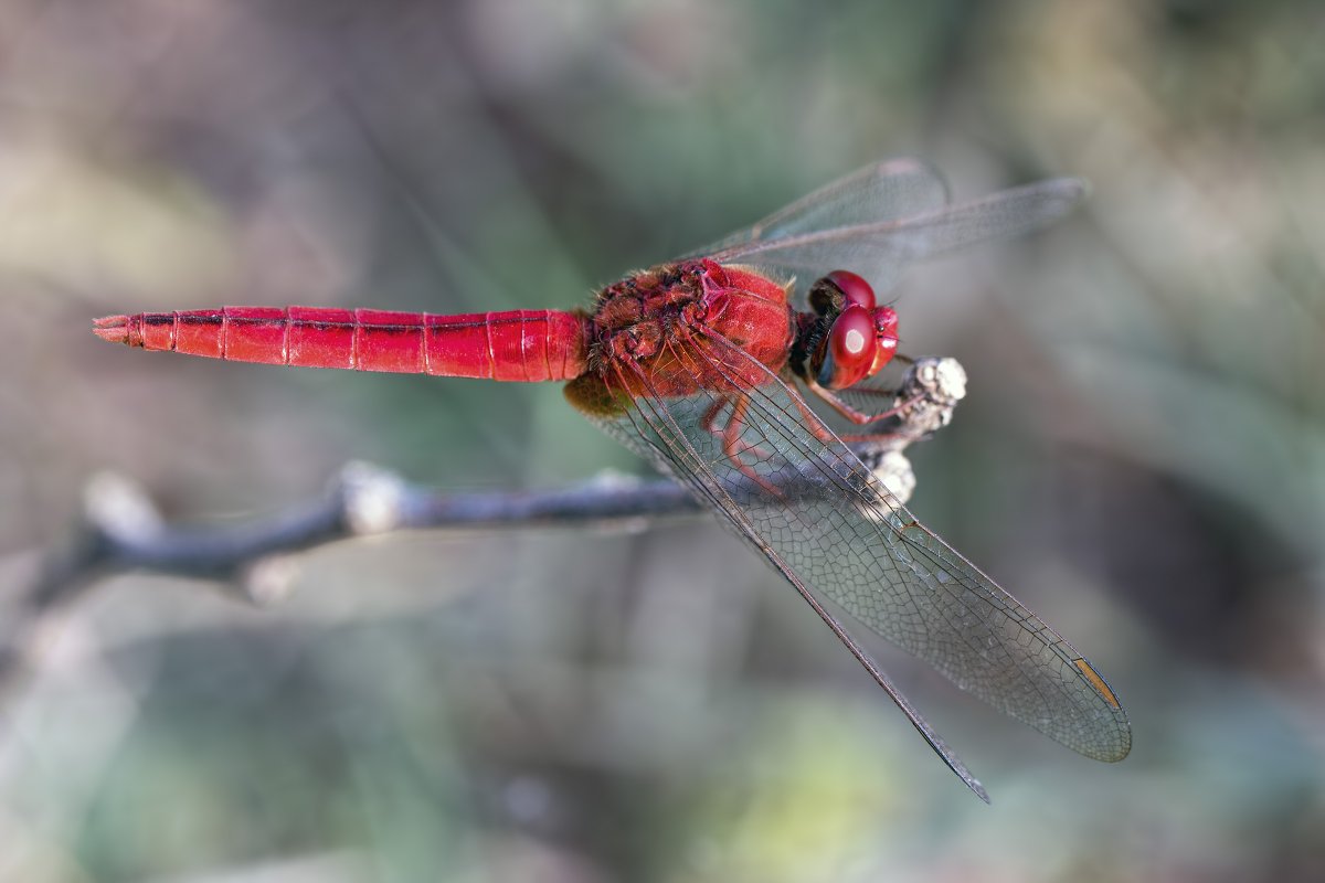 Личинка насекомое Стрекозы