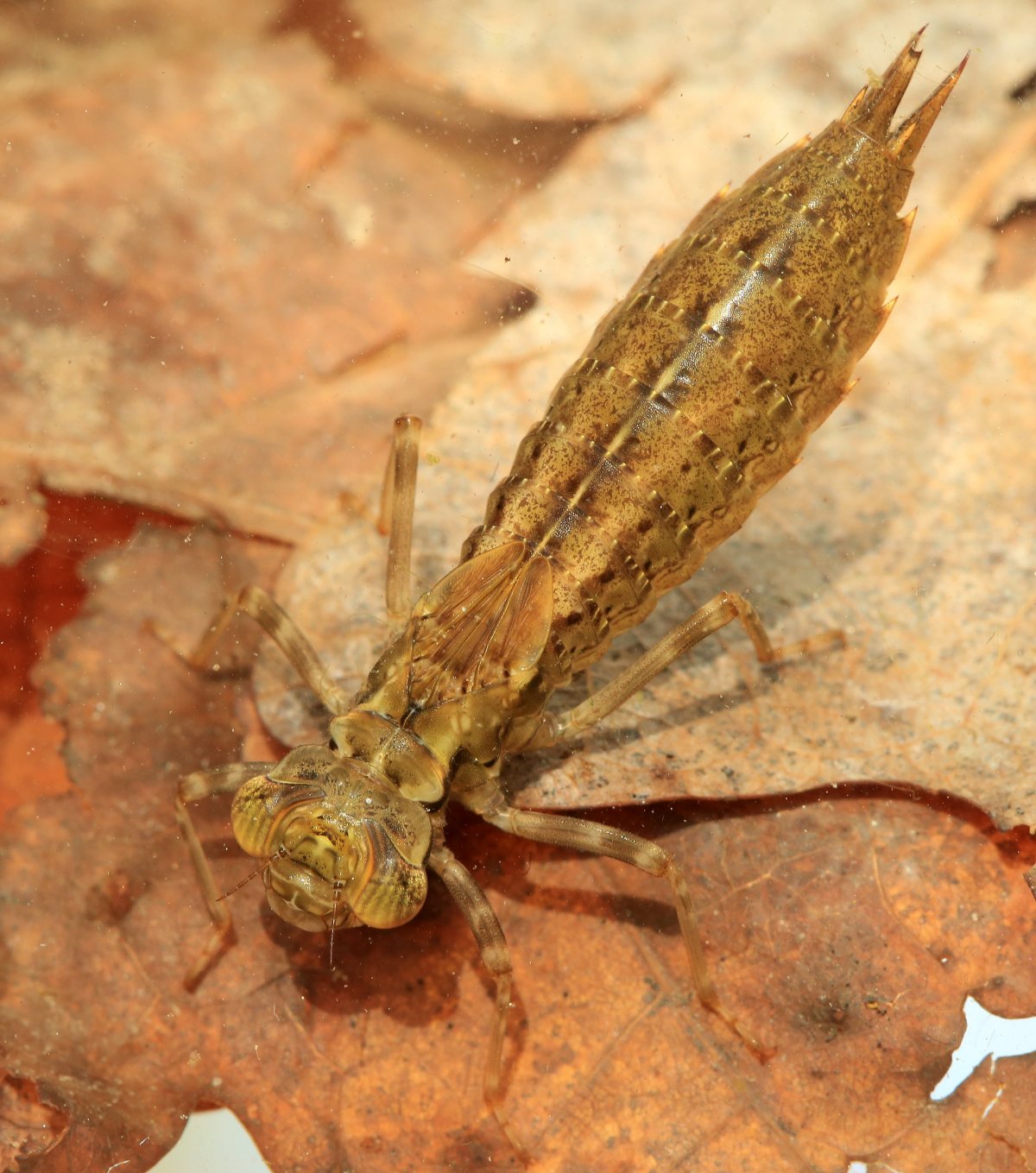 Каракатица личинка Стрекозы