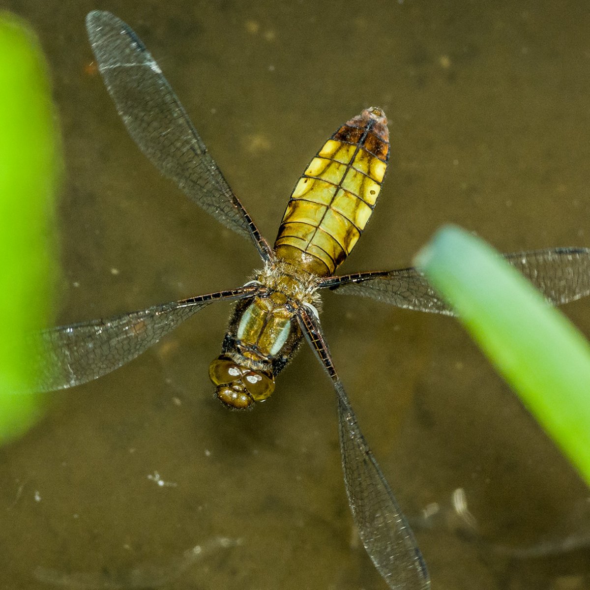 Личинки летающих насекомых