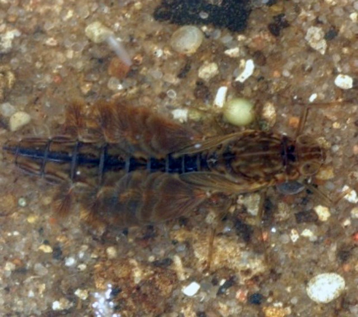 Казарка личинка Стрекозы