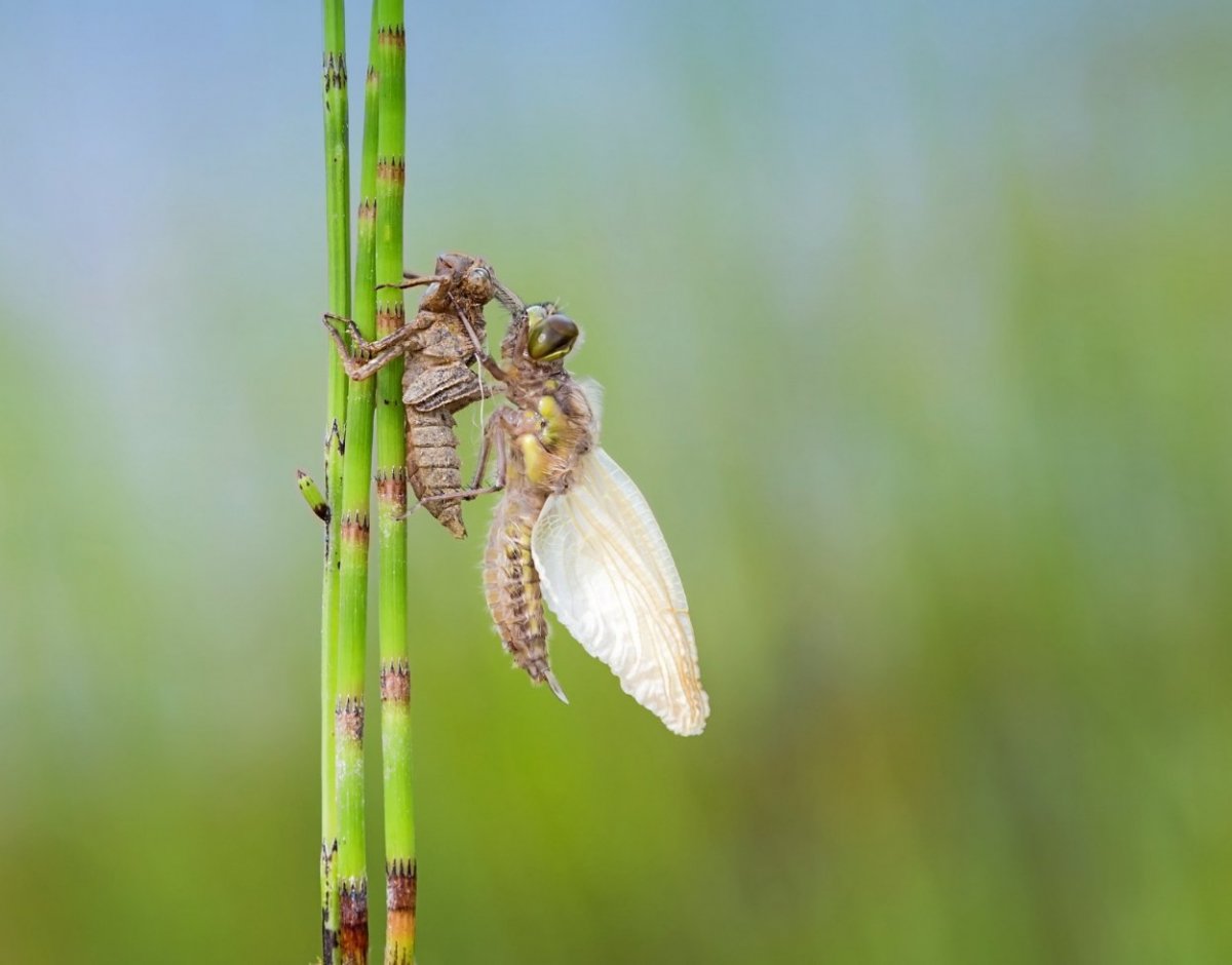Членистоногие Стрекоза