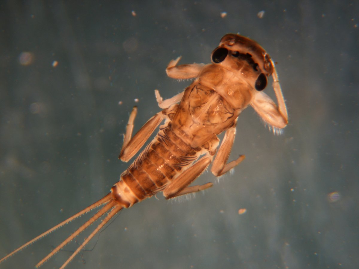 Личинка нимфа Имаго