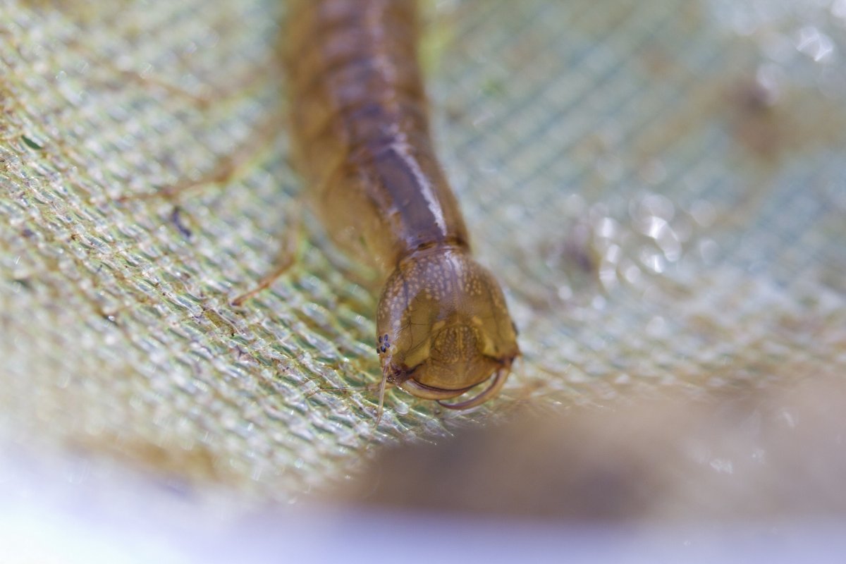 Личинка Стрекозы Лютки