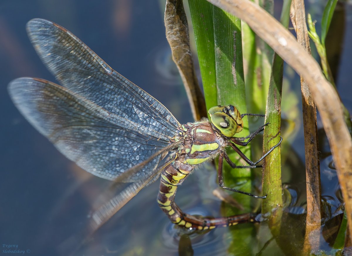 Наяда личинка Стрекозы