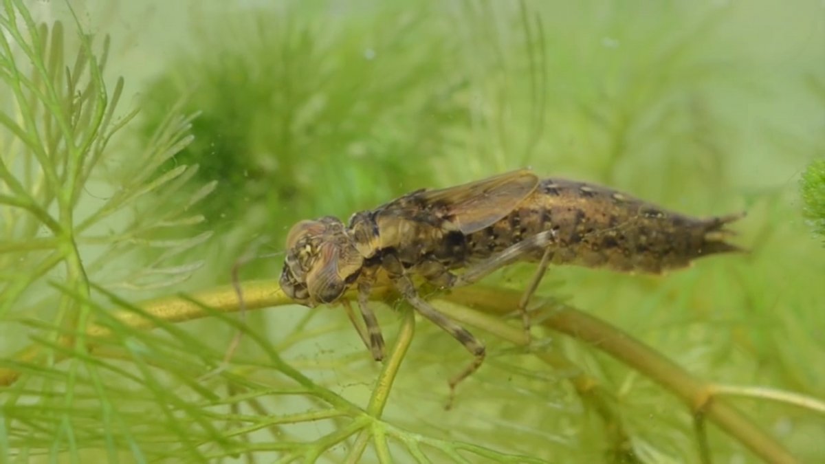 Наяда личинка Стрекозы