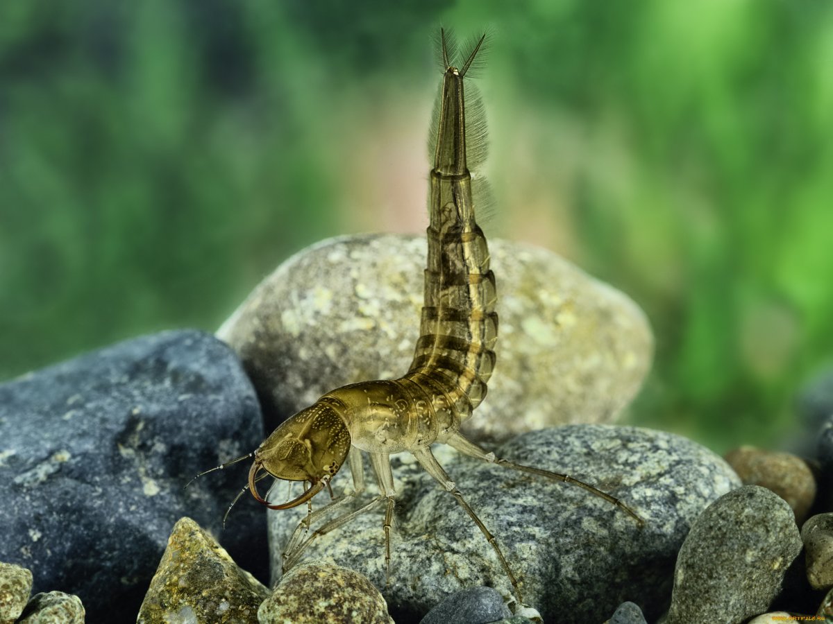 Личинка Стрекозы и малек рыбы