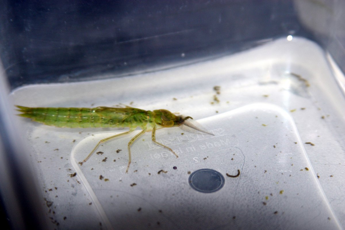 Яйца Стрекозы