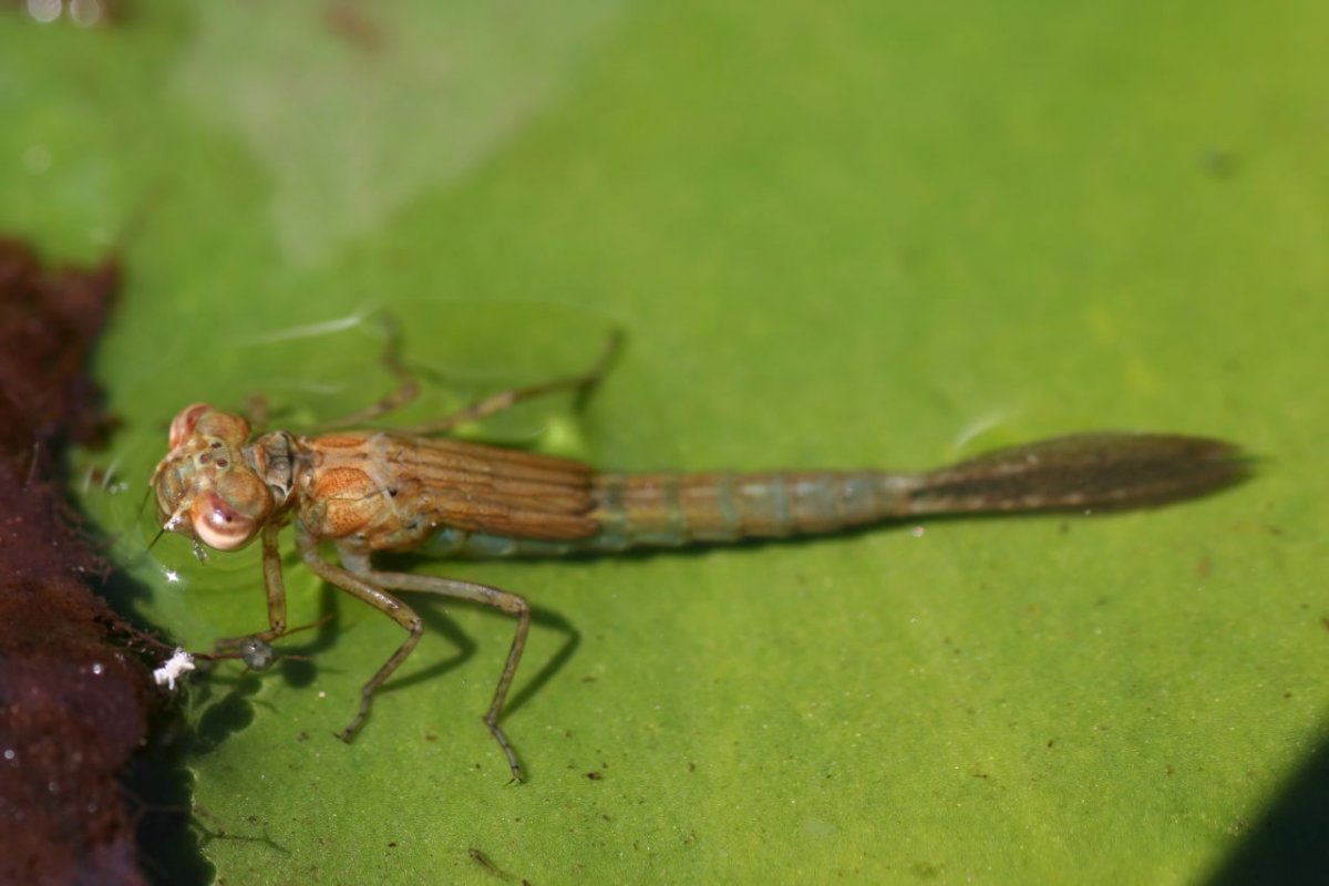 Aeschna Grandis личинка