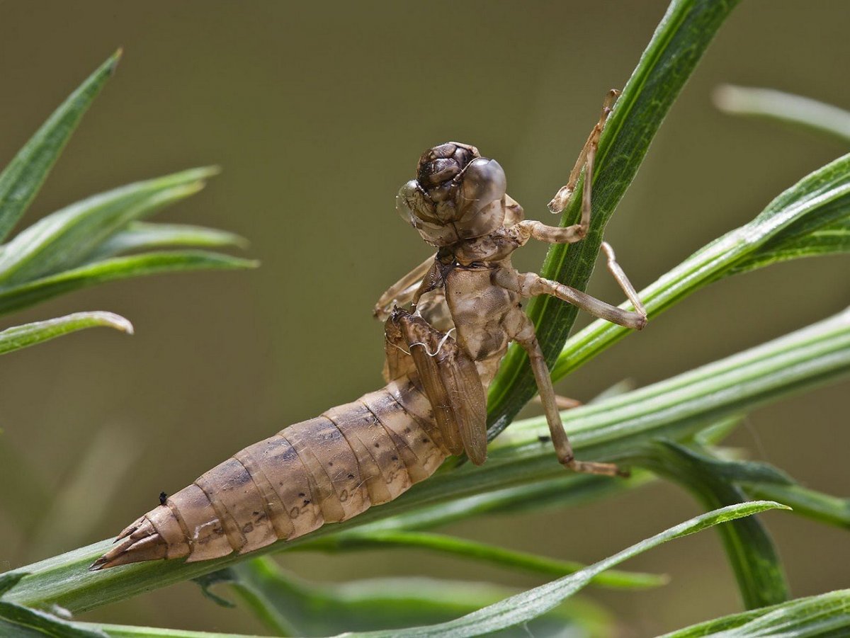 Личинки поденки в протоке