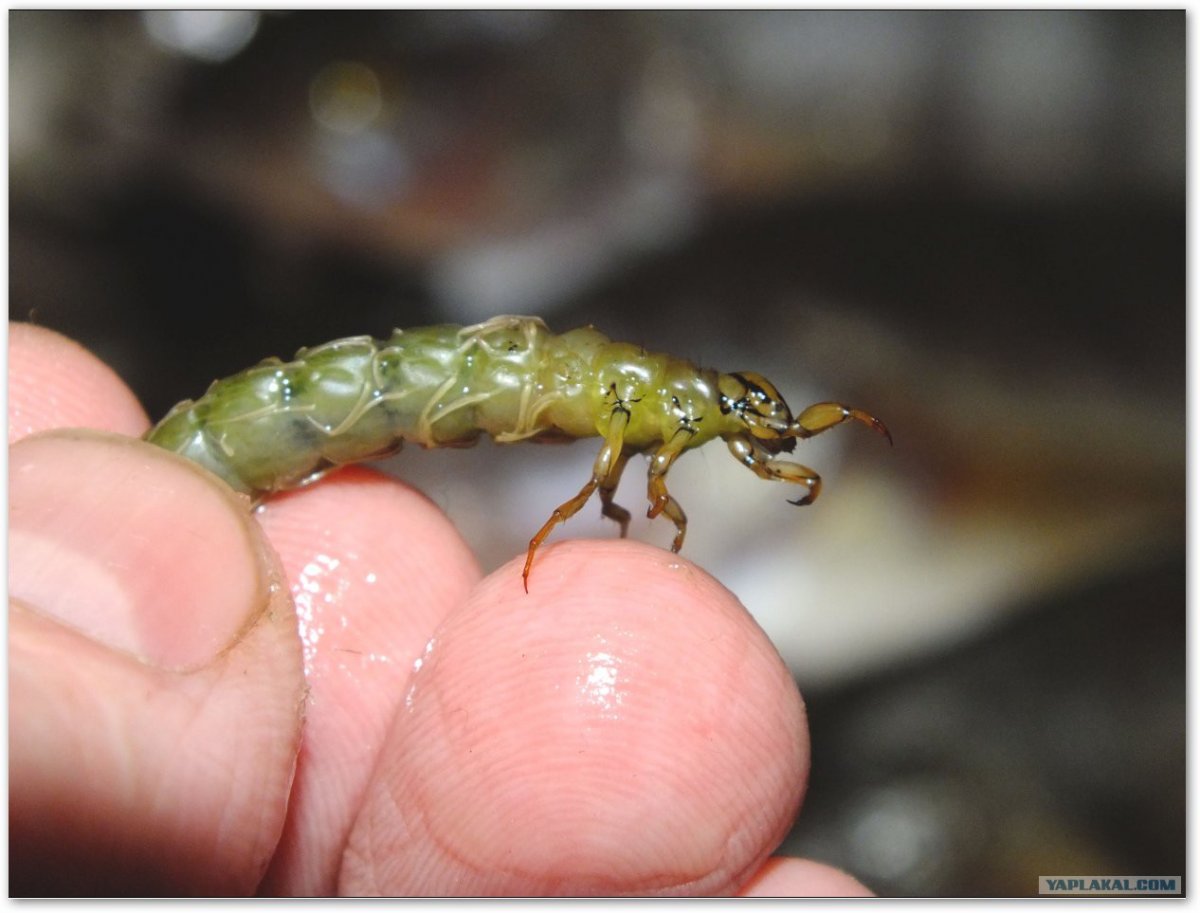 Обитатели пруда