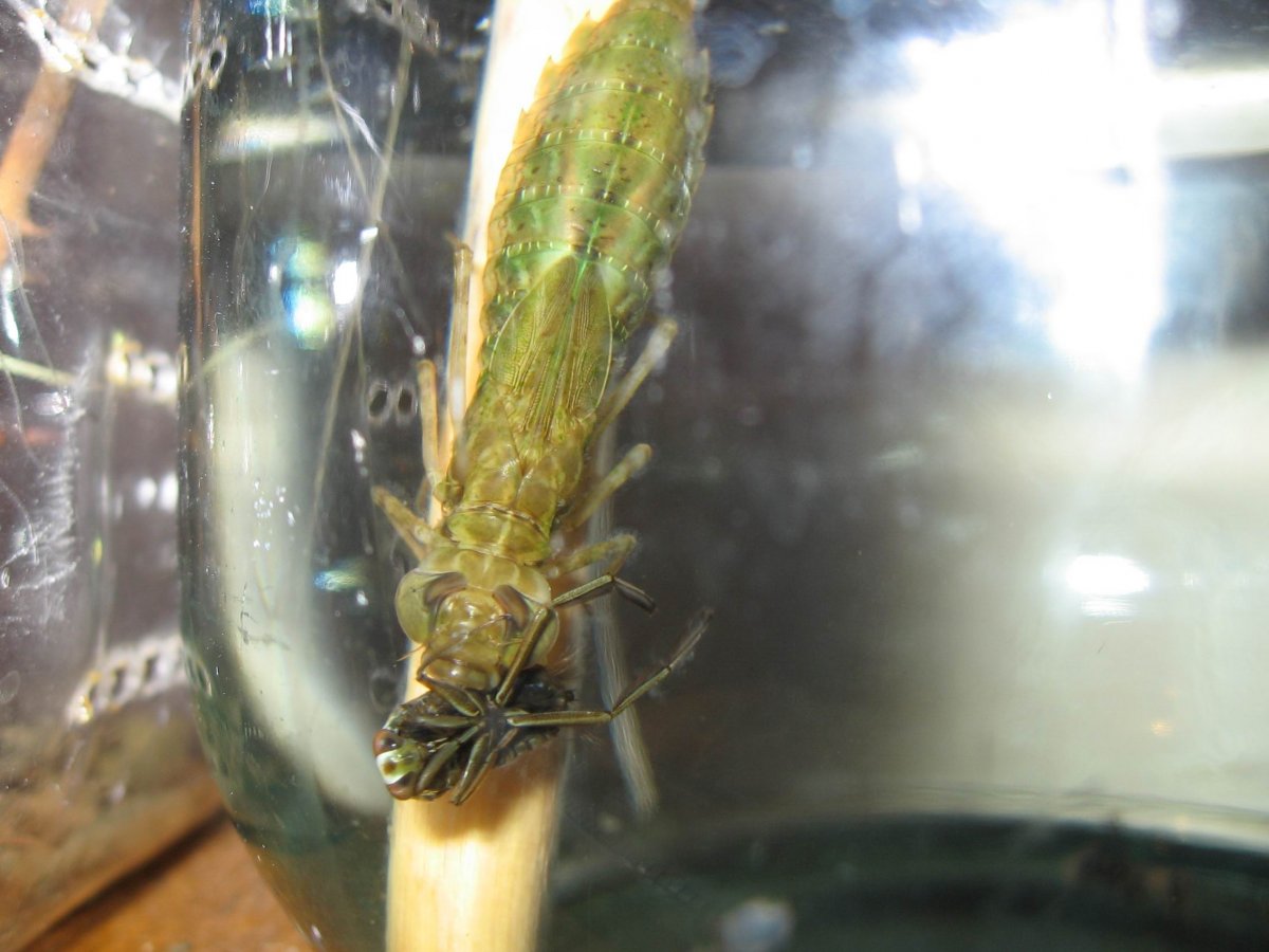 Личинка Стрекозы ходит по суше