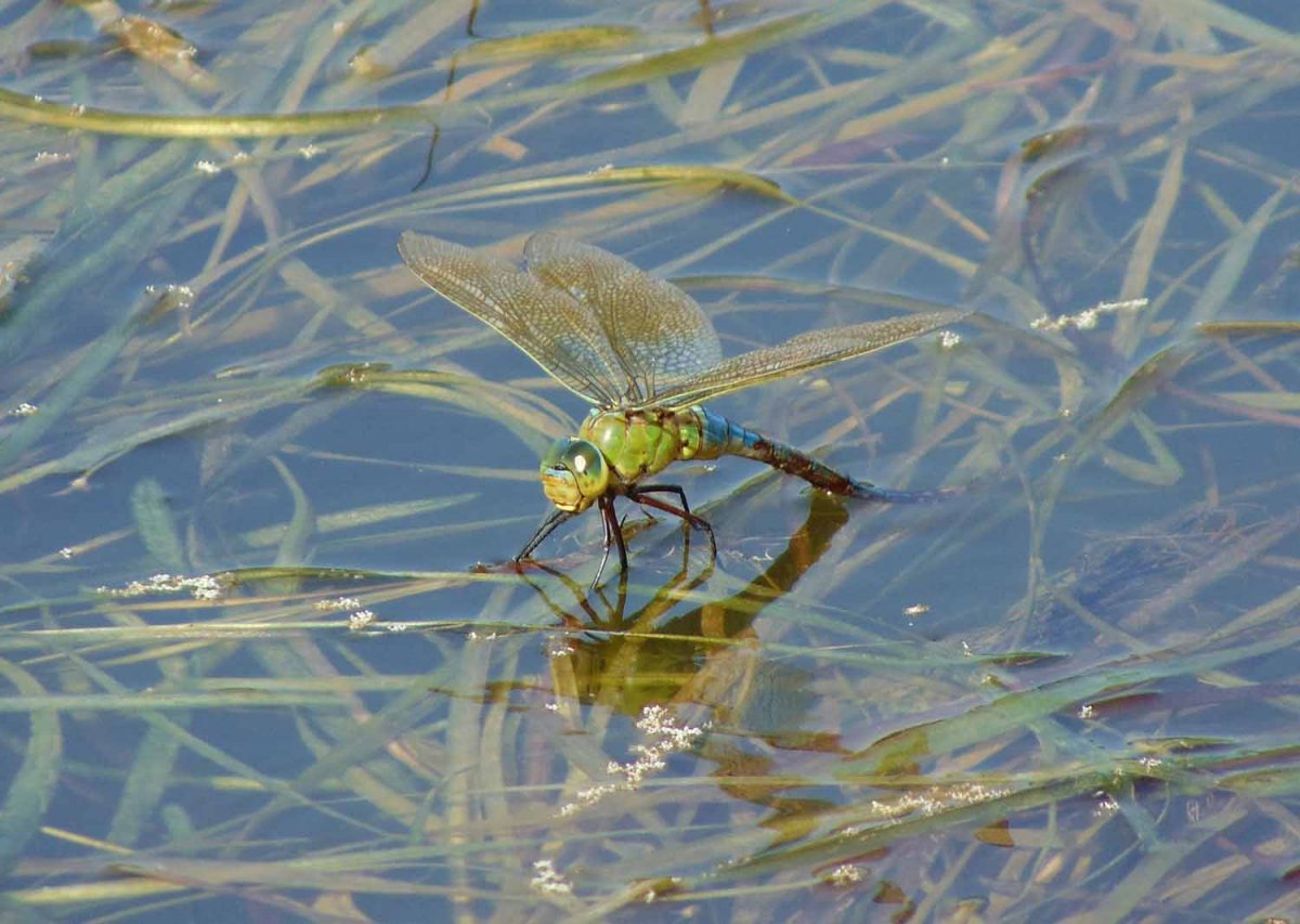 Aeschnidae личинки