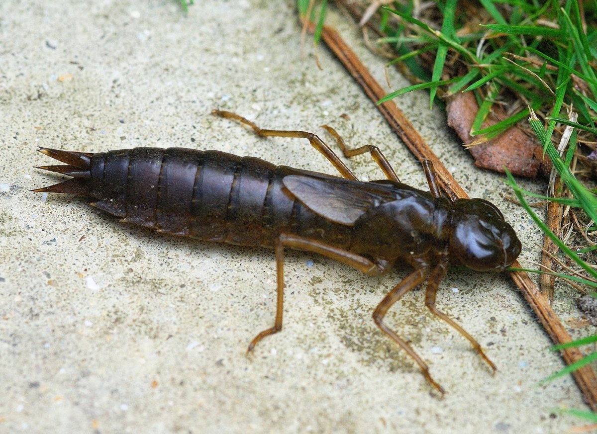 Веснянки (Plecoptera) личинка