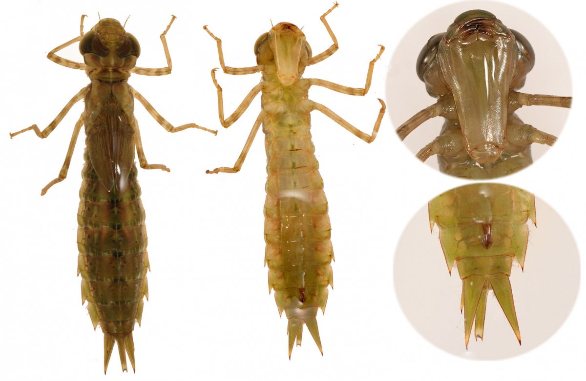 Стрекоза личинка и Имаго