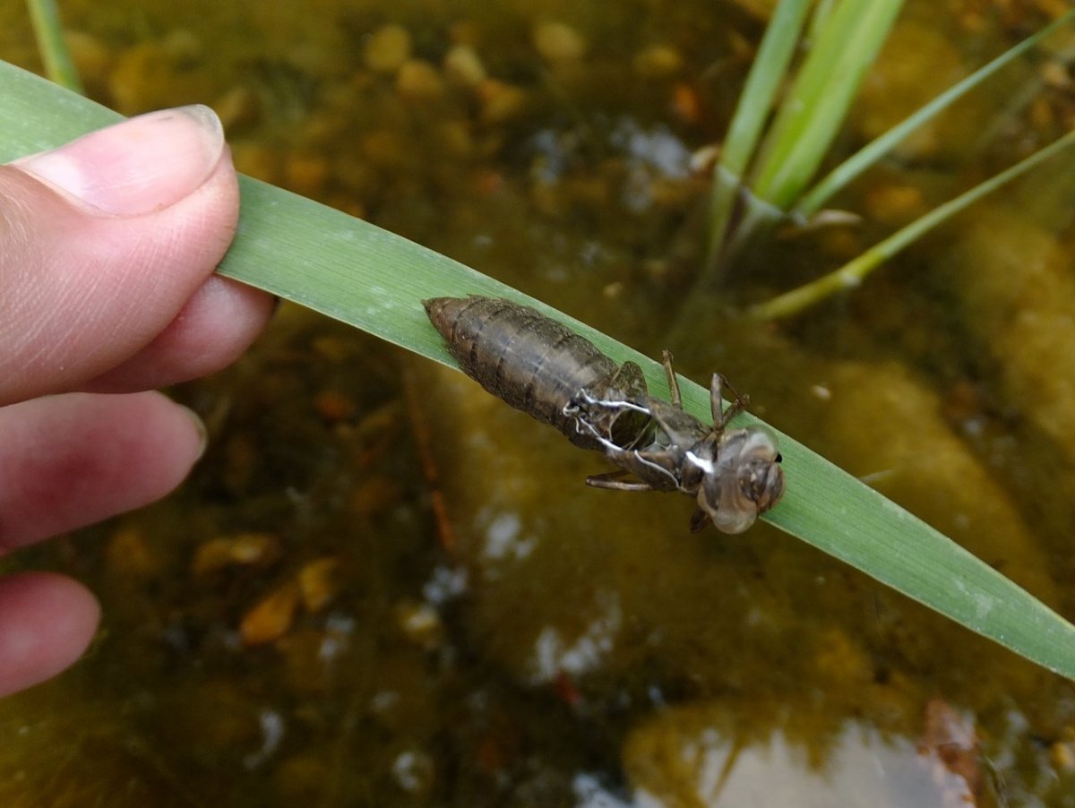Ephemeroptera личинка