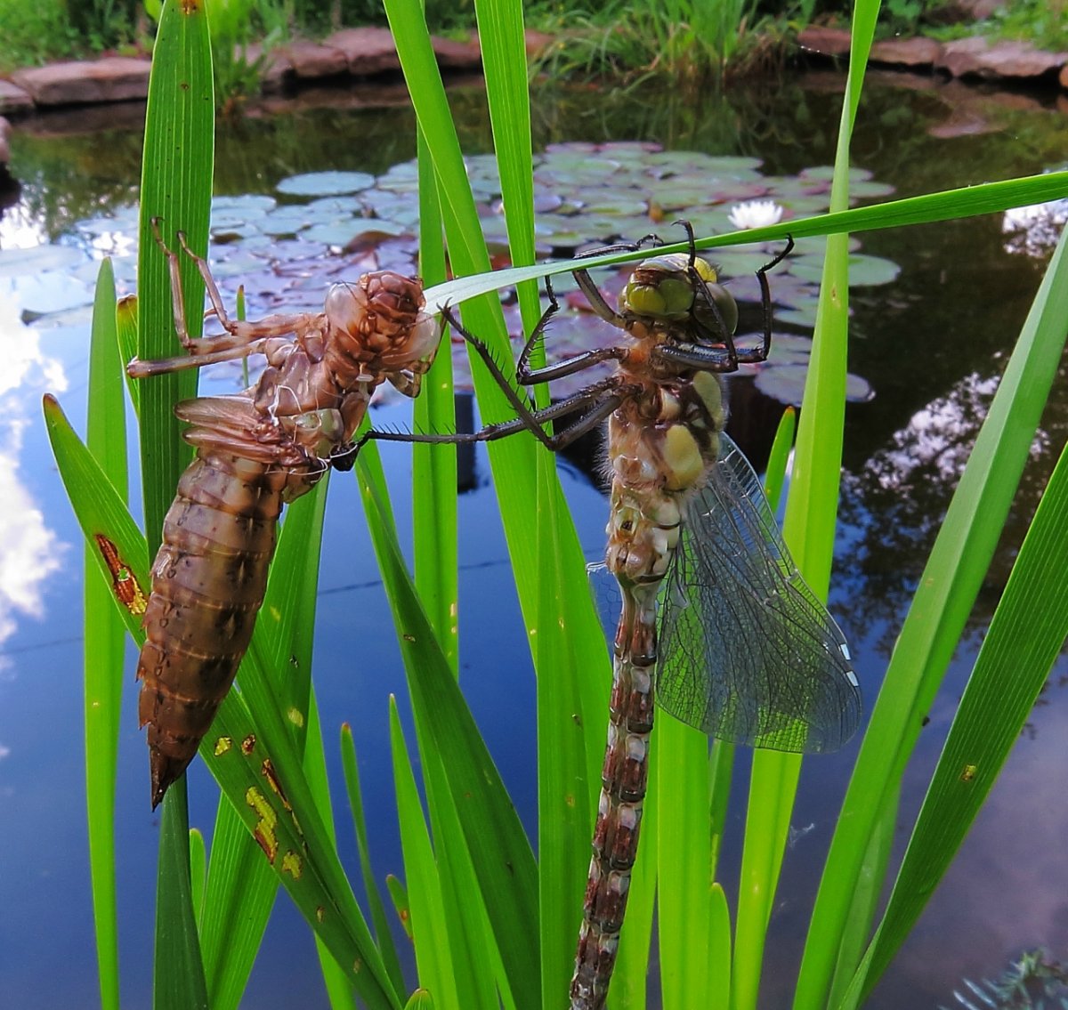 Каракатица личинка Стрекозы