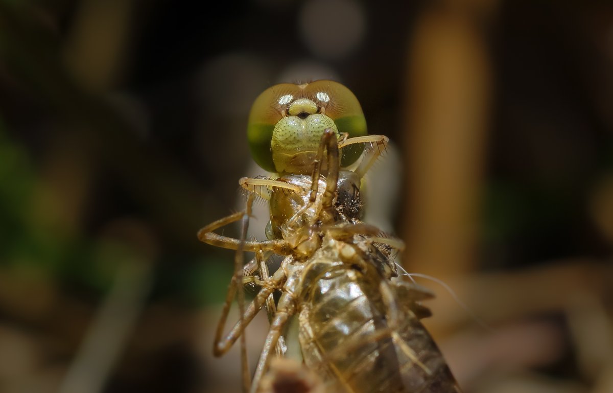 Поденка личинка Бетис