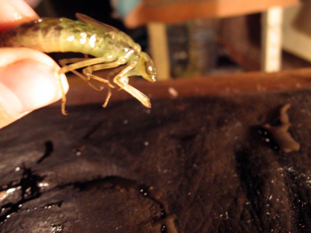 Личинка поденки Ephemeridae