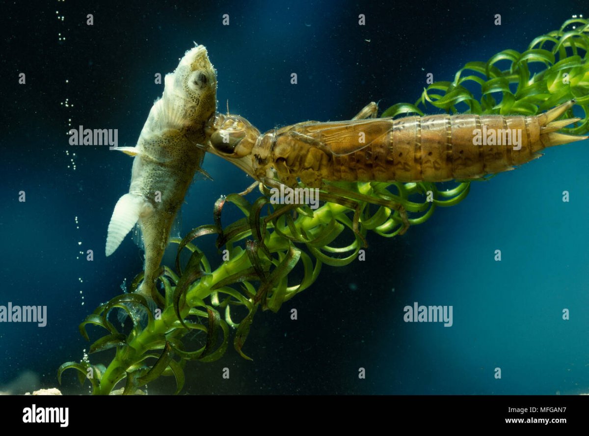 Ischnura elegans личинка