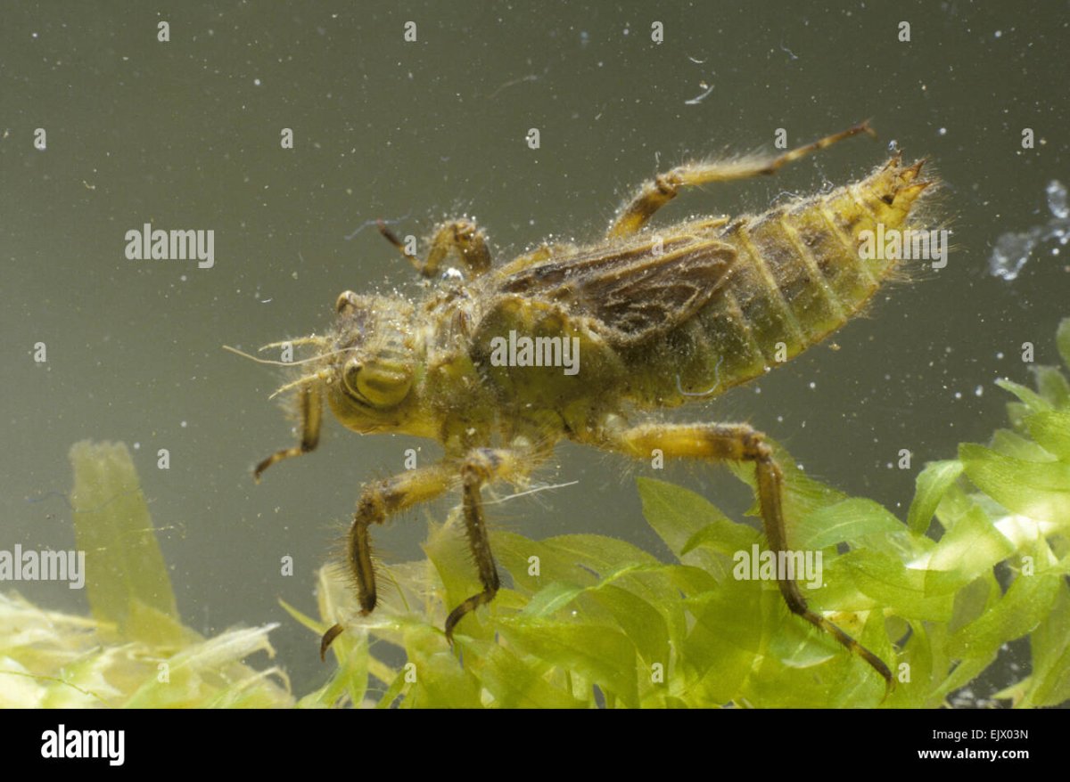 Стрекоза на воде