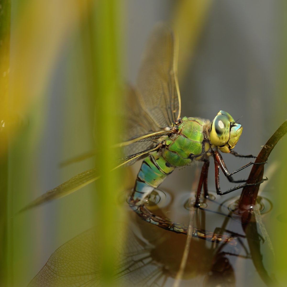 Личинка Стрекозы Шитик
