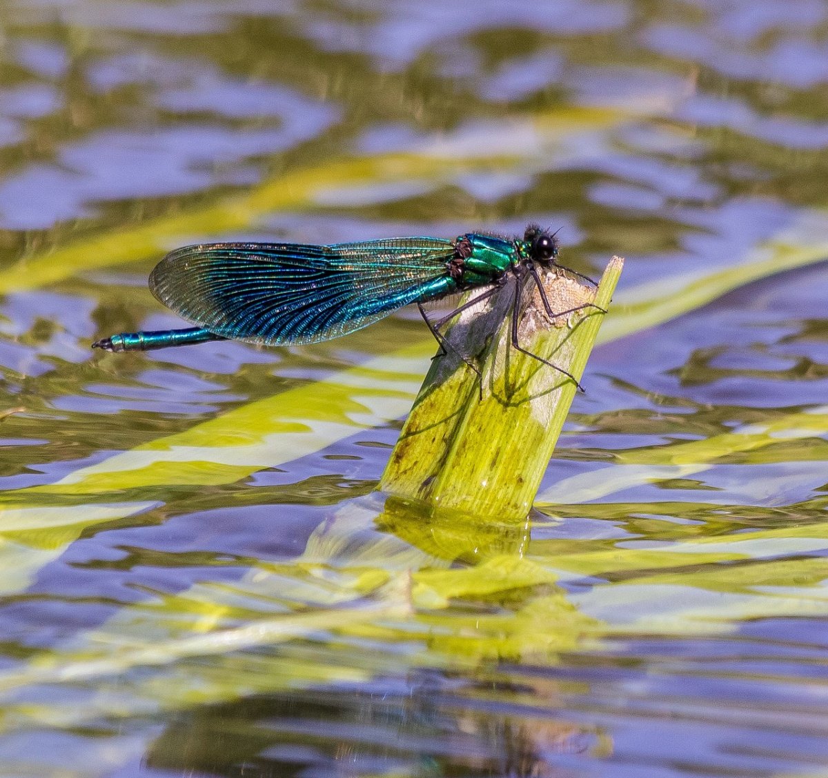 Aeshna affinis Dragonfly