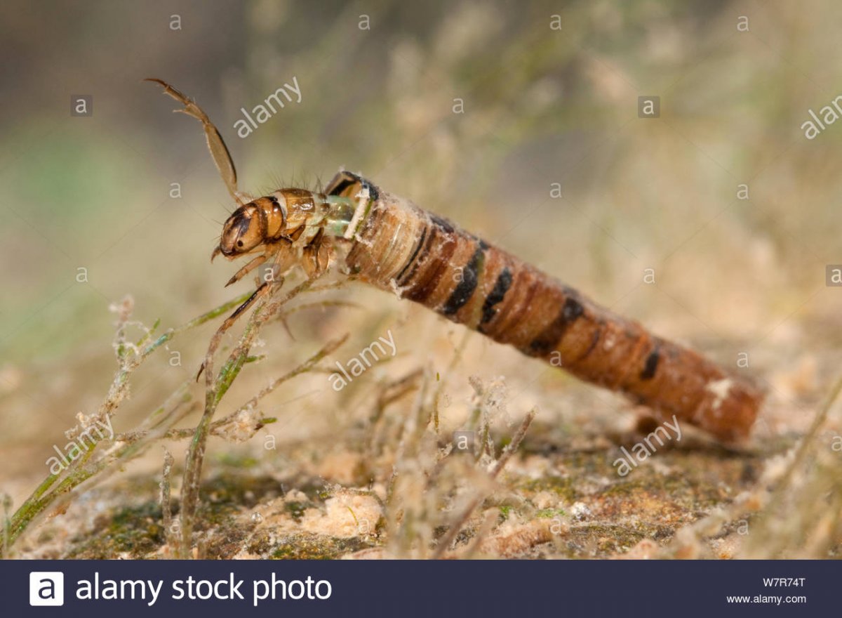 Веснянки (Plecoptera) личинка