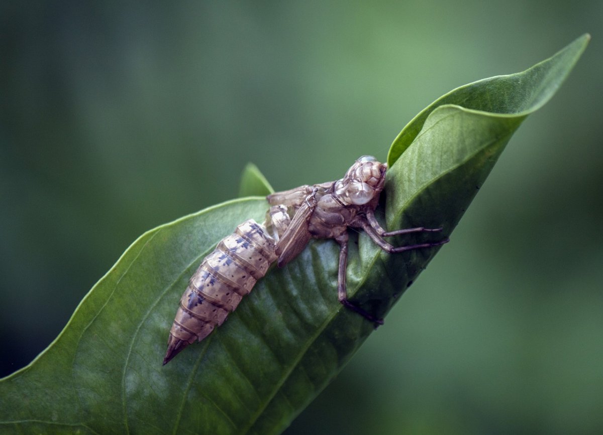 Наяда Стрекозы