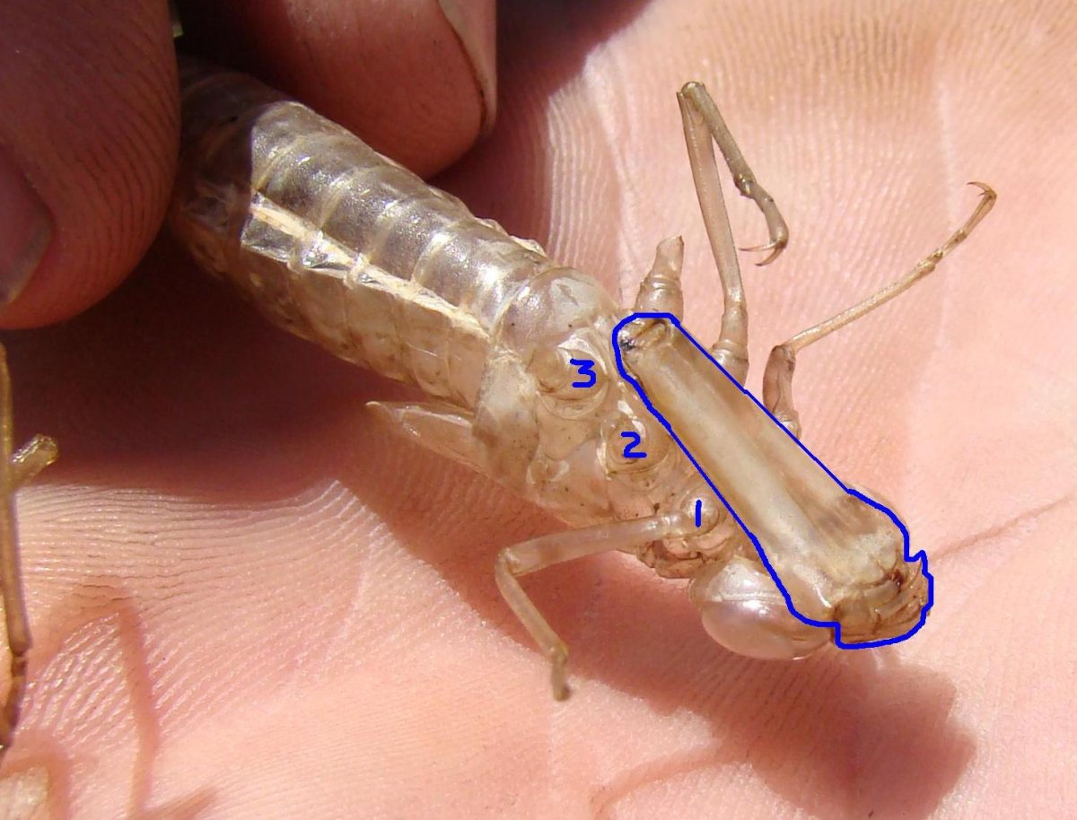 Личинка Стрекозы большое коромысло