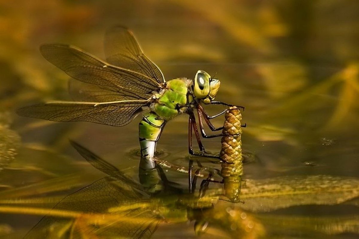 Наяда личинка Стрекозы