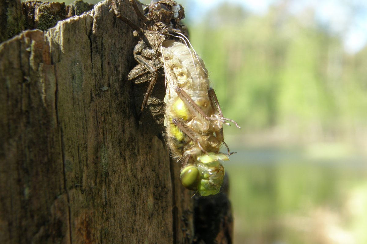 Стрекоза самка