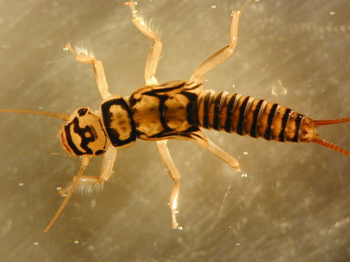 Личинки Жуков плавунцов