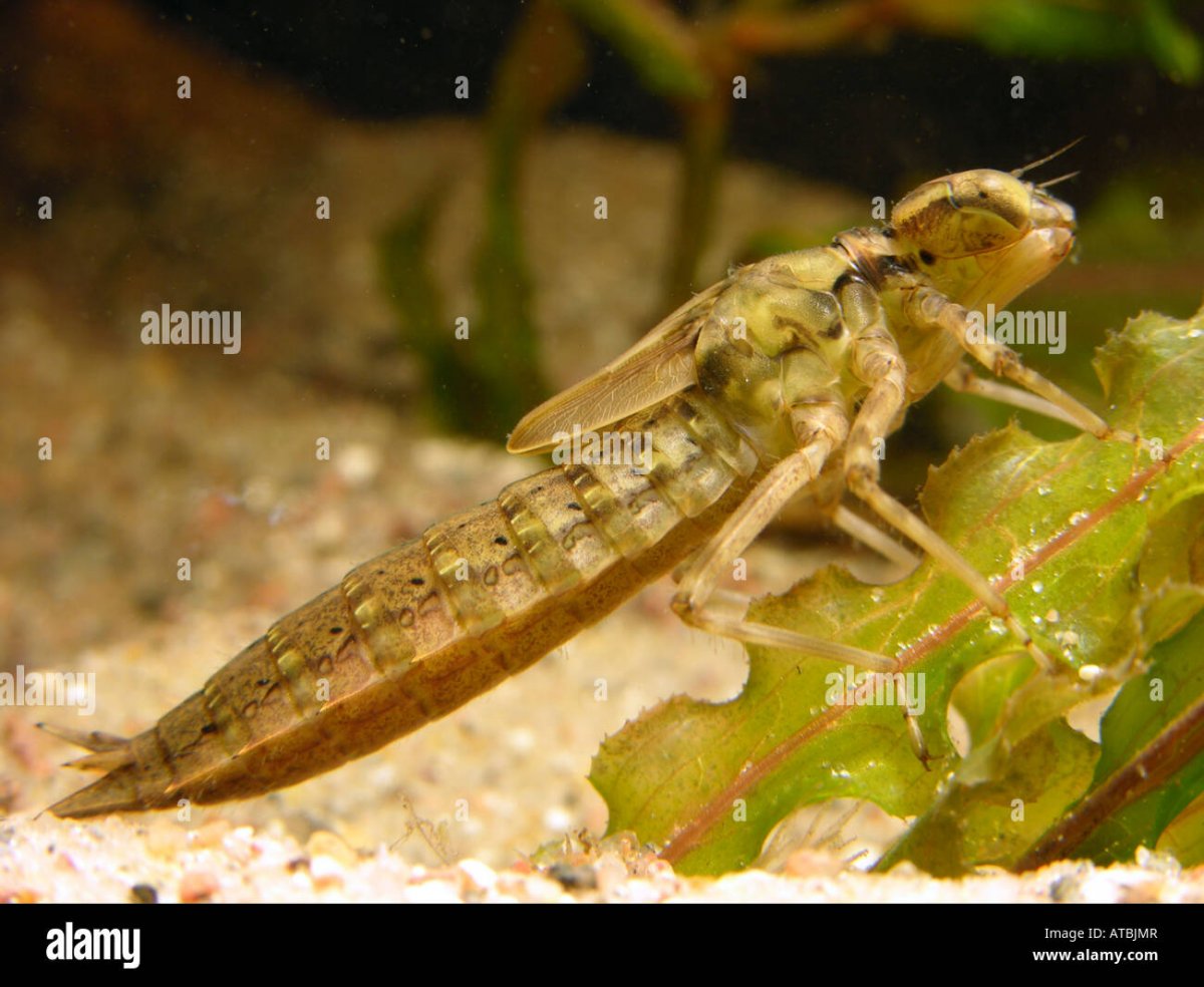 Имаго Стрекозы