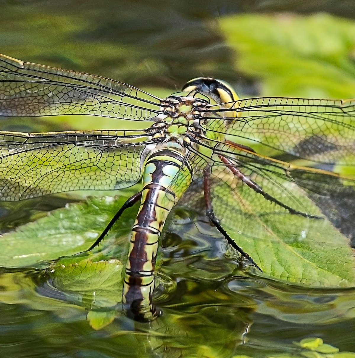 Жук ручейник