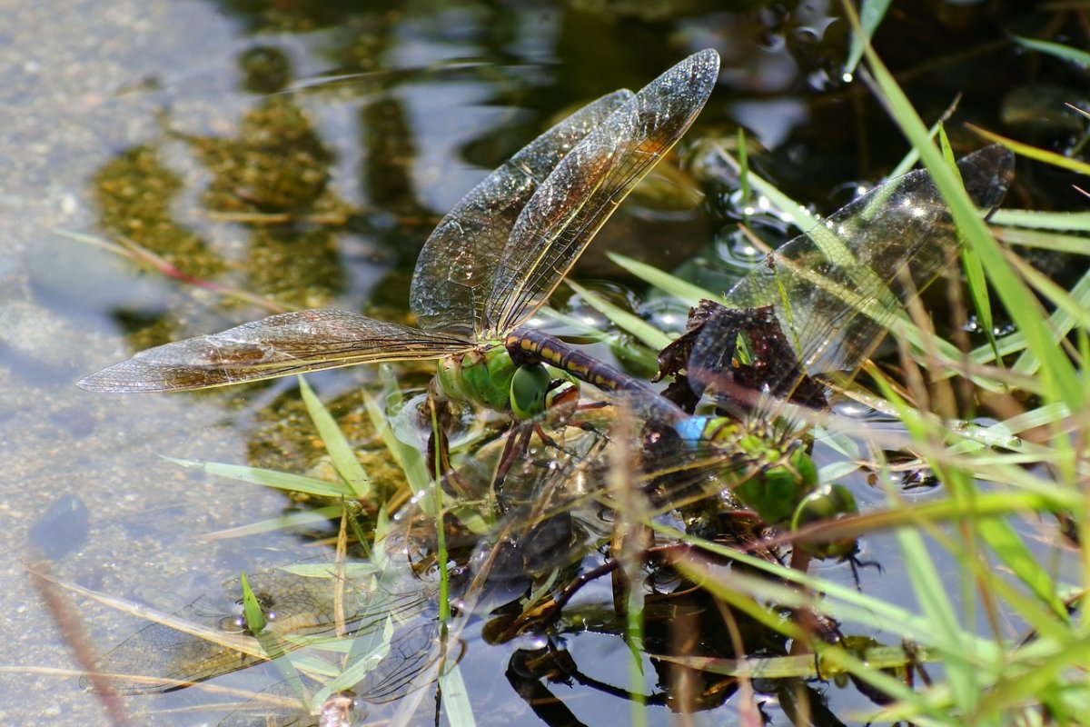 Стрекоза Дозорщик Император