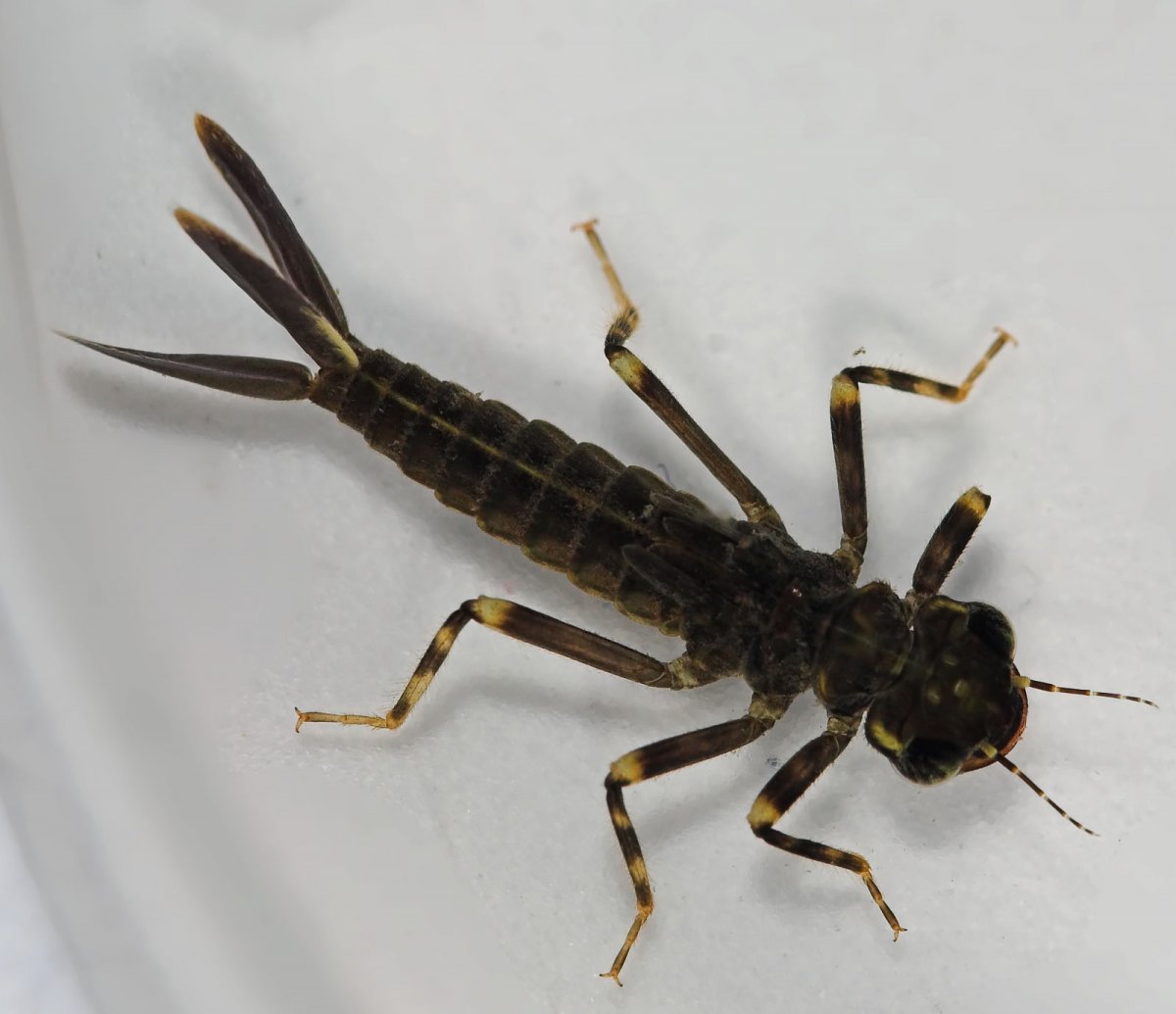 Личинка Стрекозы