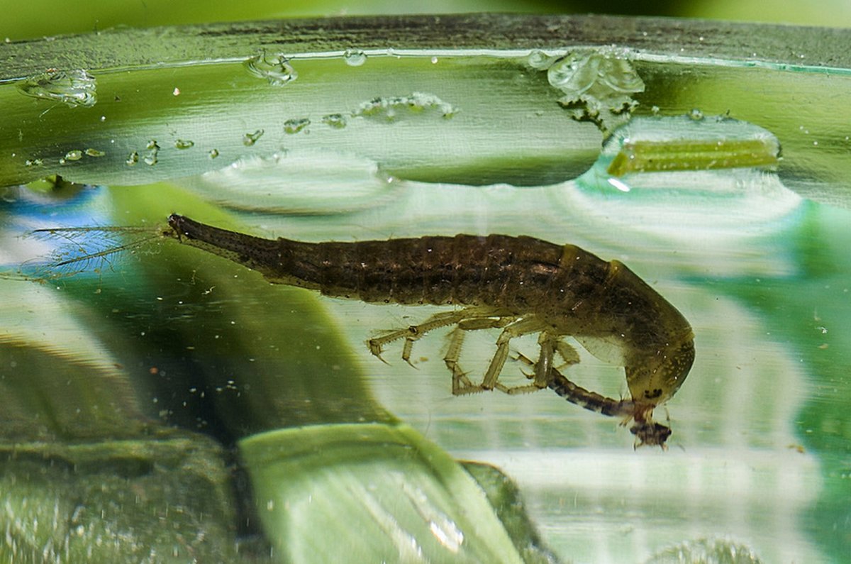 Насекомые у воды летающие