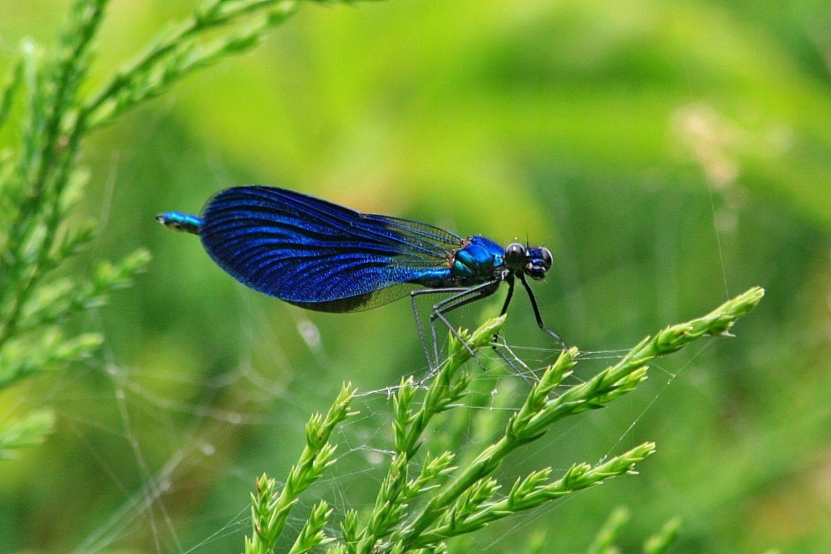 Анаболия ручейник