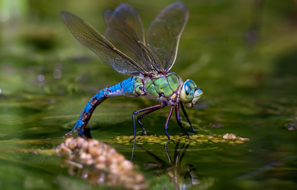 Стрекоза Макросъемка