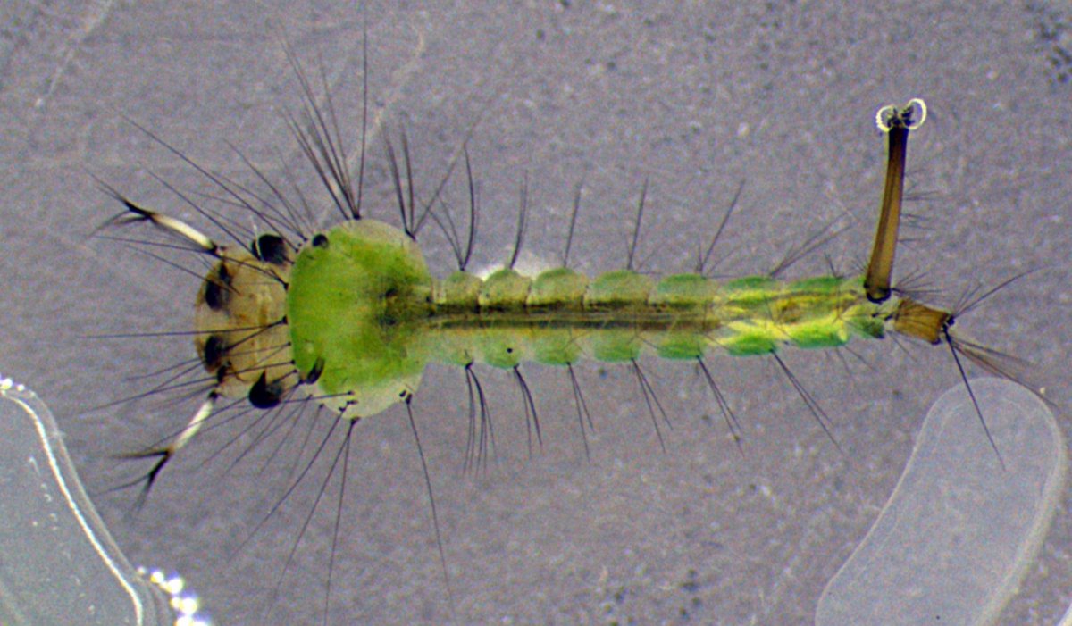 Личинка Стрекозы челюсть