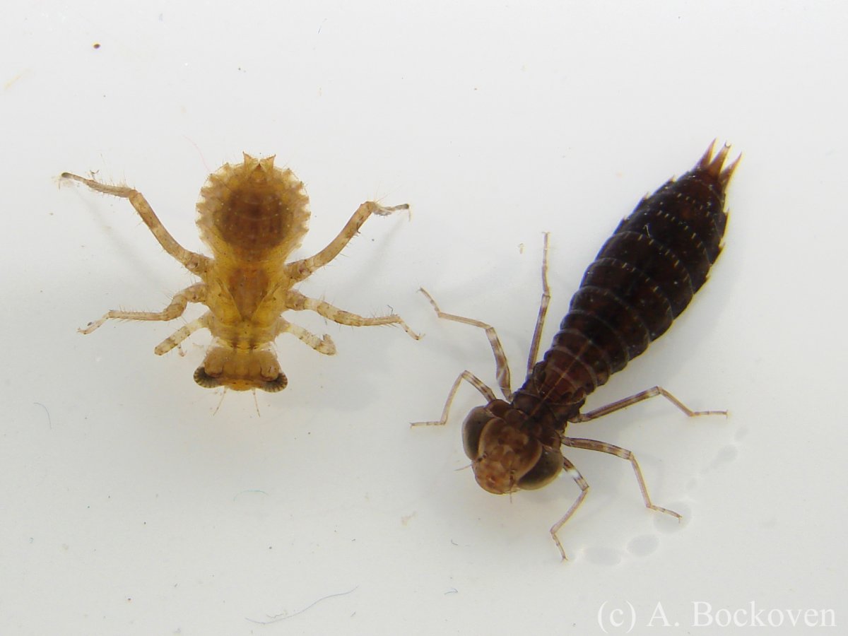 Личинка Стрекозы хищник