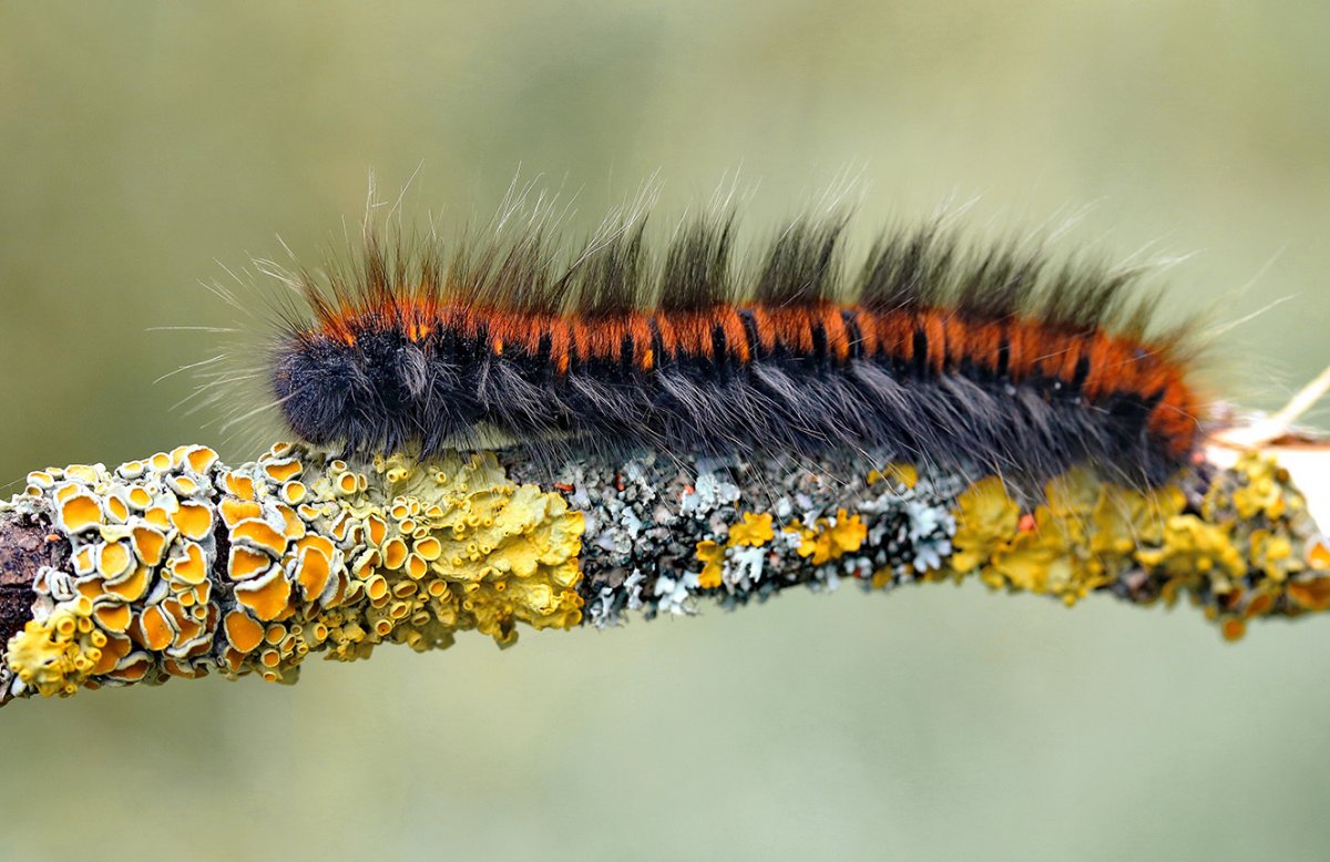 Гусеница Катерпиллер бабочка