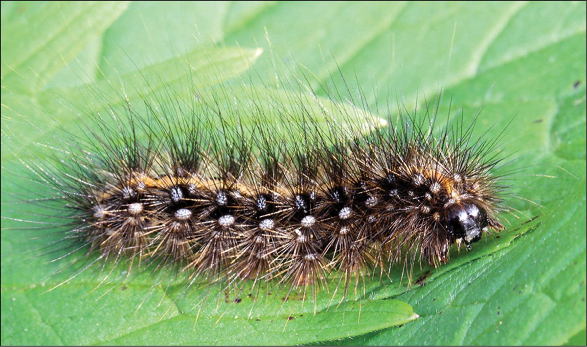 Гусеница Thitarodes