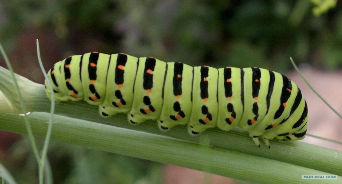 Caterpillar гусеница