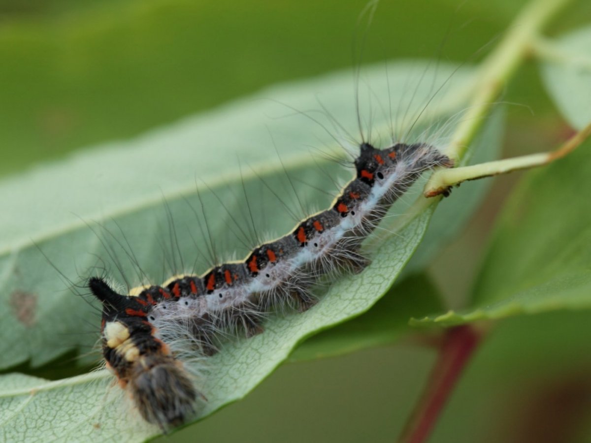 Мохнатая гусеница Кайя