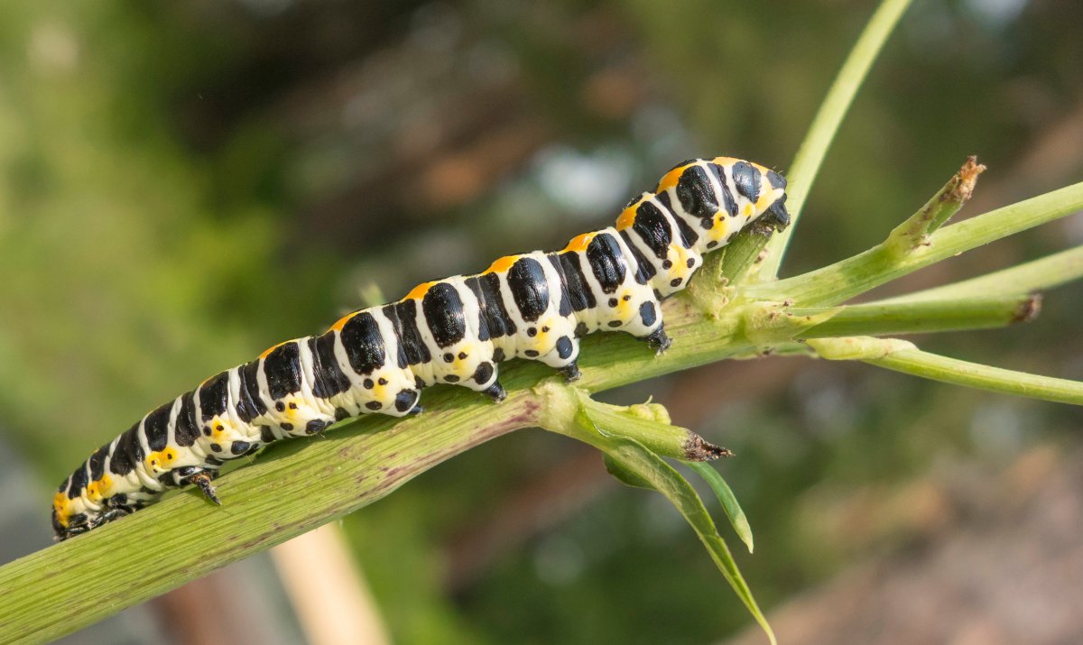Крушинница гусеница