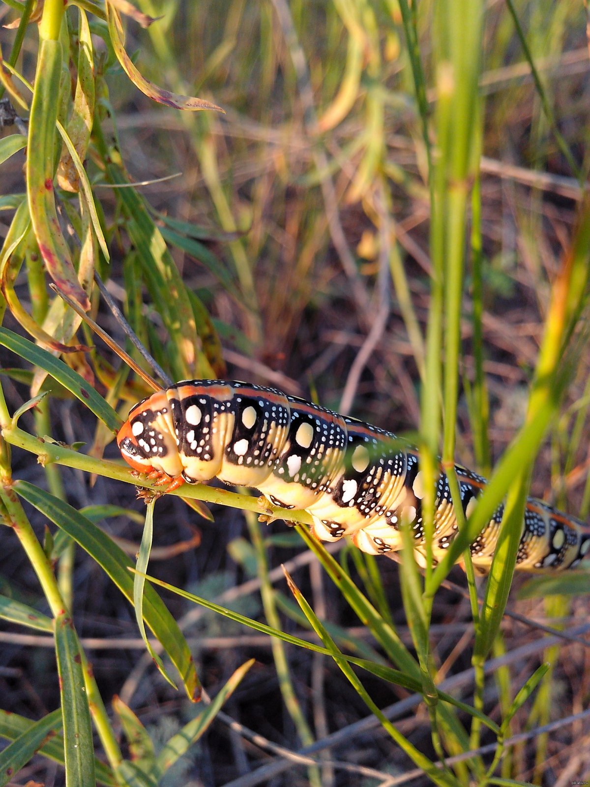 Связь в природе гусеница
