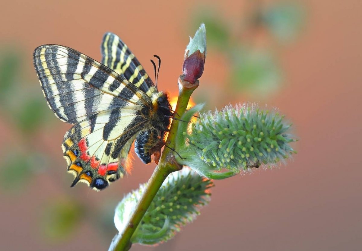 Гусеница красотка